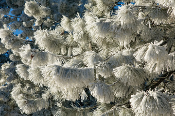 Hoar frost on the branches of a ponderosa pine tree near Bend, Oregon