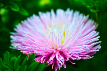 Large Aster flowers red and white in the garden