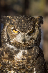A portrait of a Great Horned Owl, near Sunriver, Oregon.