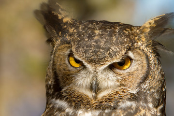 A portrait of a Great Horned Owl, near Sunriver, Oregon.