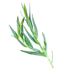 Tarragon herbs close up isolated on white   background. Top view