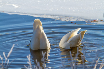 Two trumpeter swans feeding on plant growth with hears under water and tails upright in a river...