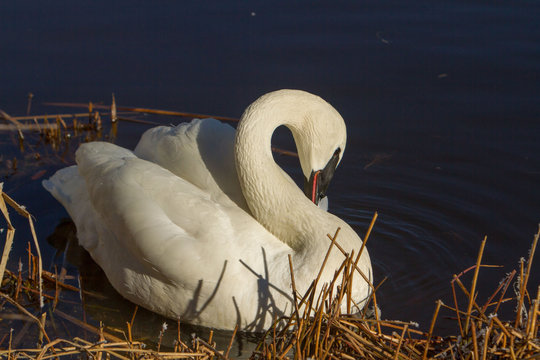 A trumpeter swan pereening its fethers in a river near Sunriver, Oregon.