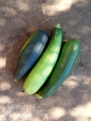 Green ripe zucchini harvest, harvest of vegetables
