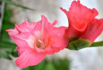 Purple and pink Lily flowers on a Bush in the garden