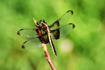 Gold Stripe Dragonfly 04