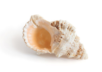 Seashell isolated on white background