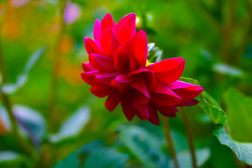 Bright red Dahlia Riverdale in the garden on a Bush