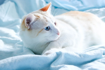 Cute blue-eyed cat lying on a blue blanket.