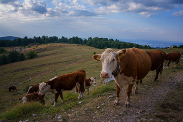 Fototapeta na wymiar The cows in Uzana - the geographic center of Bulgaria