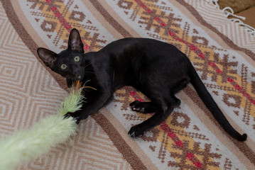 Oriental shorthair ebony cat is playing on the bed with a fur