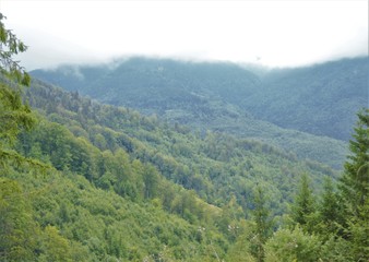 Forest on Carpathian Mountain