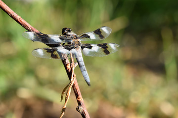 Blue Tailed Dragonfly 04