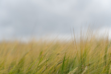 Still green agriculture field of ryes.