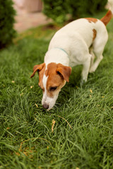 cute dog on green grass. Jack Russell Terrier on a summer walk.