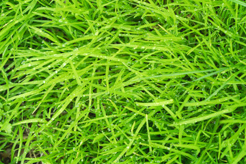Fototapeta na wymiar Fresh green grass, natural background.