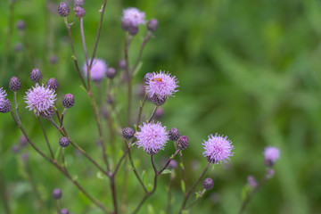 Burdock thorny flower. (Arctium lappa) on green blur background.