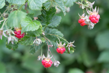 Fresh ripe raspberries on the branch.