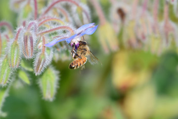 Borage Bee 03