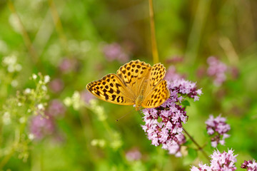 Kaisermantel auf einer Dost Blüte Argynnis paphia