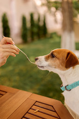 the dog Jack Russell sits at the table outdoors, begging for food, the dog is spoon-fed
