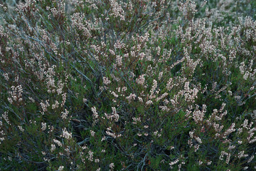 Flowering pink heather plant in the middle of forest.