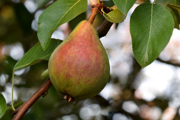 Common Pear 03