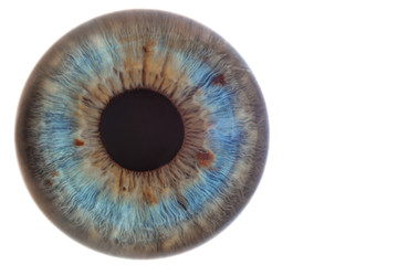human eye with blue eyes