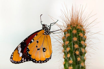 Macro shots, Beautiful nature scene. Closeup beautiful butterfly sitting on the flower in a summer garden.