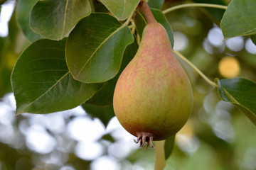 Common Pear 08