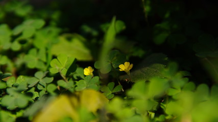 yellow flowers in the forest