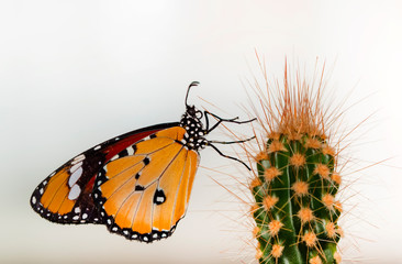 Macro shots, Beautiful nature scene. Closeup beautiful butterfly sitting on the flower in a summer garden.
