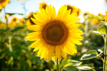 summer beautiful golden sunflower field