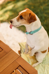 Female hand owner feeds food to Jack Russell Terriers, concept of learning behavior