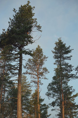 Obraz premium Trunks of pine trees in the forest lit by the sun.