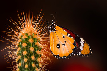 Macro shots, Beautiful nature scene. Closeup beautiful butterfly sitting on the flower in a summer garden.