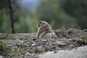 chien de prairie