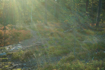 Morning sun beams in the forest.