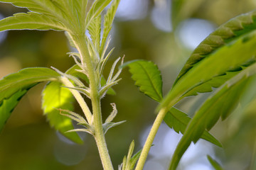 Fototapeta premium Gelato Pistil 02