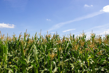 Cornfield. Corn leaves against the sky. Peaceful nature. Concept.