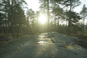 Fototapeta premium Beautiful morning scene in the forest with sun raysing.