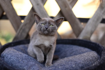 kitten scottish british cat burma munchkin animals
