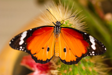 Macro shots, Beautiful nature scene. Closeup beautiful butterfly sitting on the flower in a summer garden.