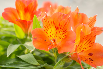 Bright orange blooms of  the Peruvian lily