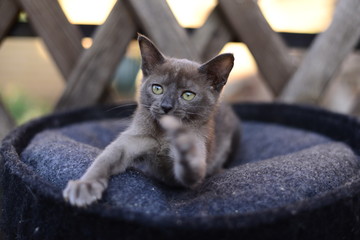 kitten scottish british cat burma munchkin animals
