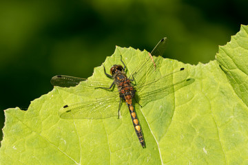 The large white-faced darter (Leucorrhinia pectoralis) resting on a leaf of butterbur