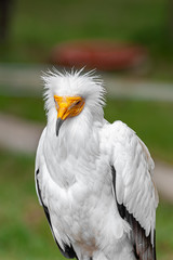 close up of a white bird