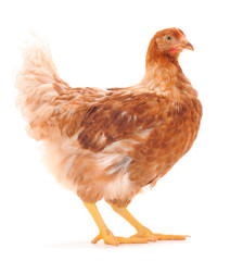 Brown hen isolated.