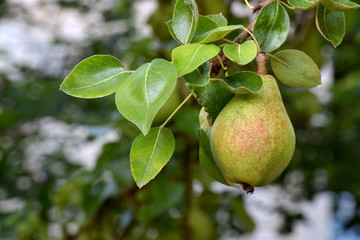 Common Pear 09