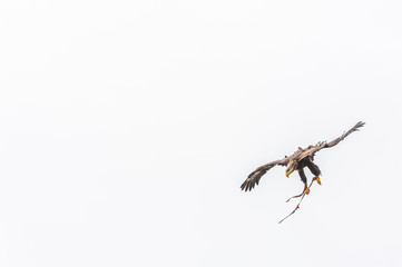 eagle on a white background